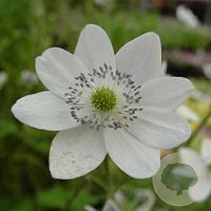Anemone leveillei GM P9
