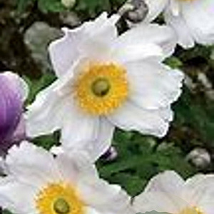Anemone hyb. 'Ruffled Swan' GM P9