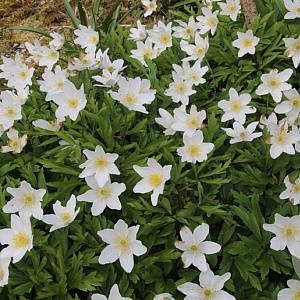 Anemone nemorosa GM P9