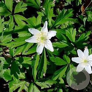 Anemone nemorosa GM P9