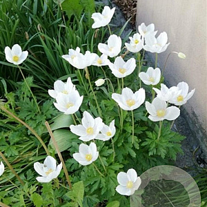 Anemone sylvestris GM P9