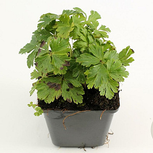 Anemone sylvestris GM P9