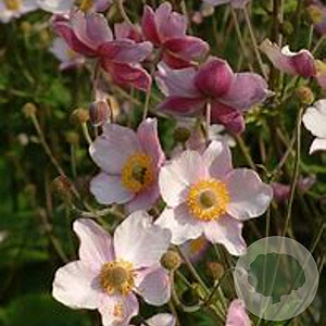 Anemone tomentosa GM P9