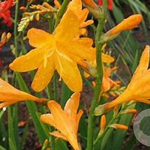 Crocosmia 'Kiautschou' GM P9