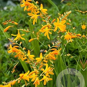 Crocosmia 'Yellow Sunshine' GM P9