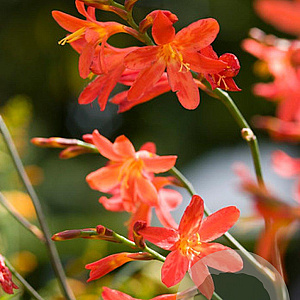 Crocosmia 'Carmine Brilliant' GM P9