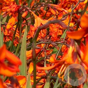 Crocosmia 'Emily McKenzie' GM P9