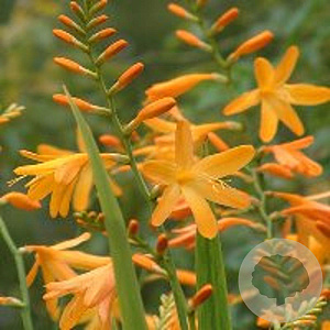Crocosmia 'George Davidson' GM P9