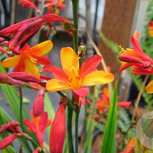 Crocosmia 'Jackanapes' GM P9