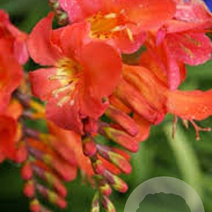 Crocosmia 'Limpopo' GM P9