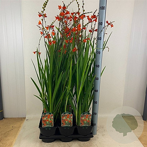 Crocosmia 'Red King' GM P9