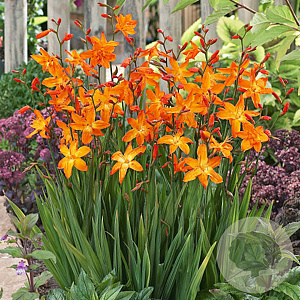 Crocosmia 'Star of the East' GM P9