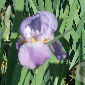 Iris (G) 'Alcazar' GM P9