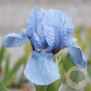 Iris (P) 'Azurea' GM P9