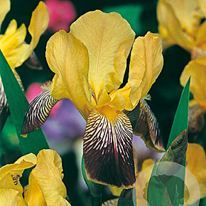 Iris (G) 'Helge' GM P9
