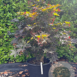 Acer pal. 'Bloodgood' 100-125 cm container multiplateau