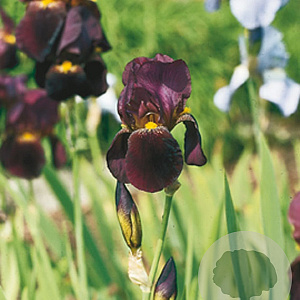 Iris (G) 'Senlac' GM P9