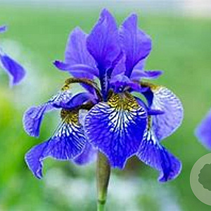 Iris sibirica GM P9