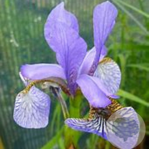 Iris sib. 'Sea Shadows' GM P9