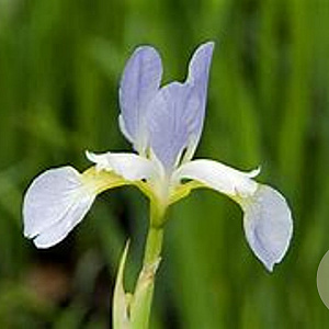 Iris sib. 'Summer Sky' GM P9