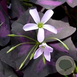 Oxalis triangularis GM P9