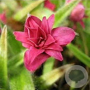 Rhodohypoxis baurii 'Albrighton' GM P9