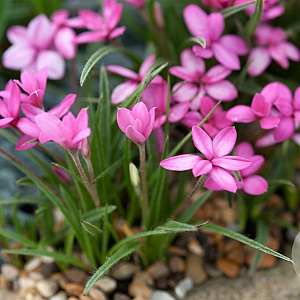 Rhodohypoxis baurii 'Garnet' GM P9