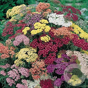 Achillea 'Summer Pastels' GM P9