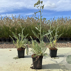 Achillea millefolium 'Terracotta' GM P9