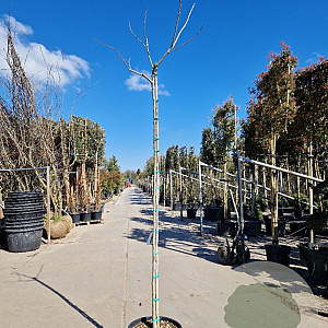 Albizia julibr. 'Summer Chocolate' 200 cm stam container 6-8