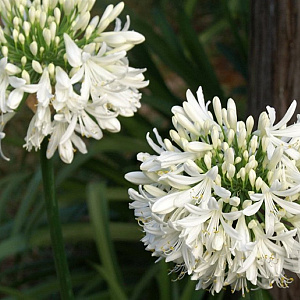 Agapanthus africanus 'Albus' GM P9