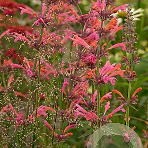 Agastache 'Painted Lady' GM P9