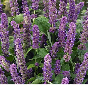 Agastache mexicana 'Mauve Beauty' GM P9