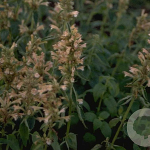 Agastache mexicana 'Ouverture' GM P9