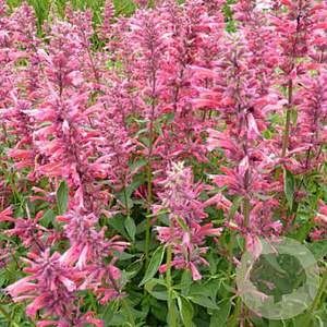 Agastache mexicana 'Red Fortune' GM P9