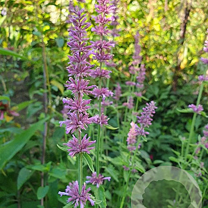 Agastache pringlei GM P9