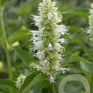 Agastache rugosa 'Alba' GM P9
