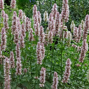 Agastache urticifolia 'Album' GM P9