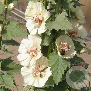 Alcea 'Park Allee' GM P9