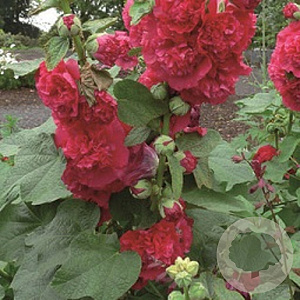 Alcea rosea 'Charter's Double Rose' GM P9