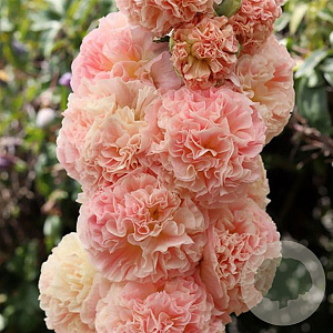 Alcea rosea 'Chater's Double Apricot' GM P9