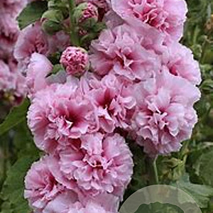 Alcea rosea 'Double Rose' GM P9