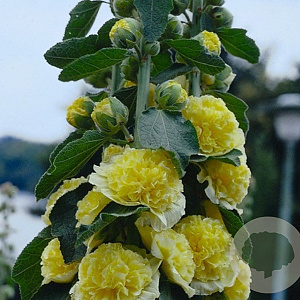 Alcea rosea 'Pleniflora' GM P9