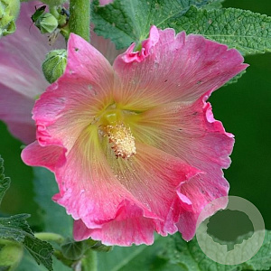 Alcea rosea 'Radiant Rose' GM P9