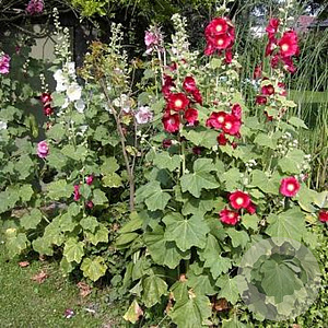 Alcea rosea 'Scarlet Wonder' GM P9
