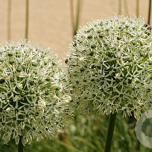 Allium giganteum 'Mont Blanc' GM P9