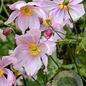Anemone 'Crispa' GM P9