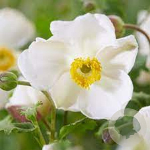 Anemone hupehensis 'Little Princess' GM P9