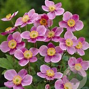 Anemone hupehensis 'Praecox' GM P9