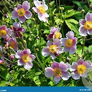 Anemone hupehensis 'Superba' GM P9